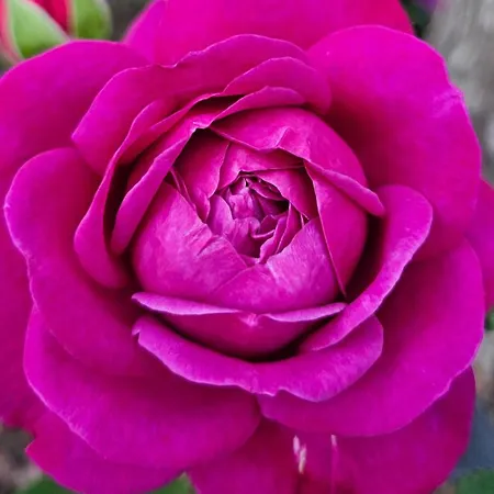 Appartement La Piccola Dimora Nel Borgo