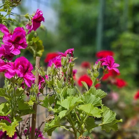 La Piccola Dimora Nel Borgo Appartement Cepagatti