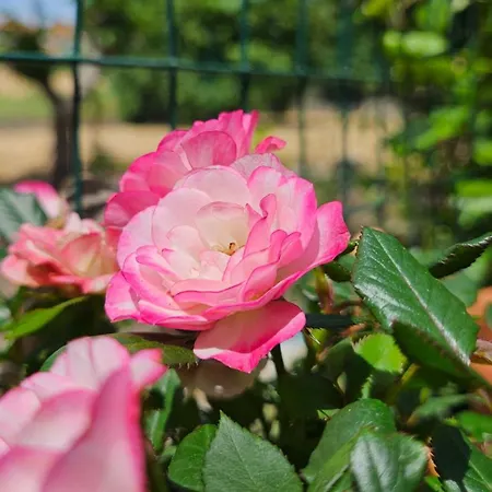 La Piccola Dimora Nel Borgo