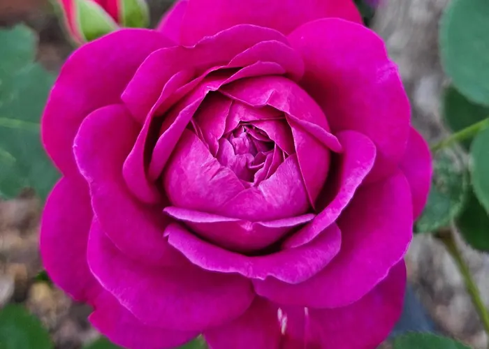 Apartment La Piccola Dimora Nel Borgo