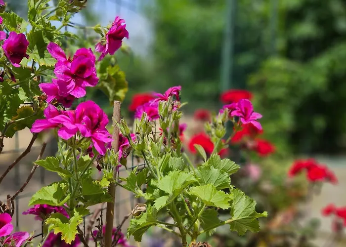 La Piccola Dimora Nel Borgo Apartment Cepagatti