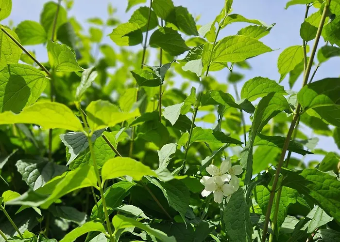 Apartment La Piccola Dimora Nel Borgo